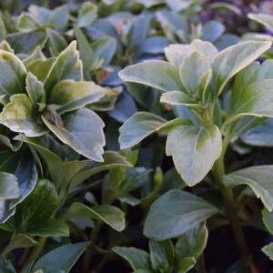 Pachysandra terminalis ---